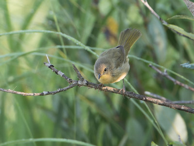 American Redstart / Roodstaartzanger / Setophaga Ruticilla