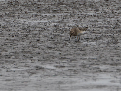 Baird's Sandpiper / Bairds strandloper / Calidris bairdii