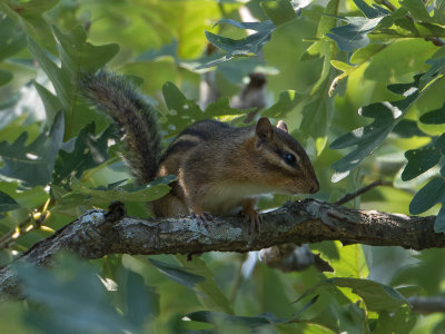 Oostelijke wangzakeekhoorn / Eastern Chipmunk / Tamias striatus