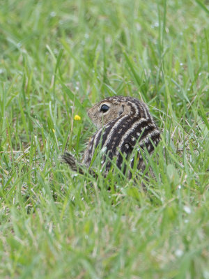 Dertienstreepgrondeekhoorn / Thirteen-lined ground squirrel / Ictidomys tridecemlineatus