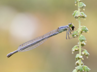 Eastern Forktail / Ischnura verticalis 