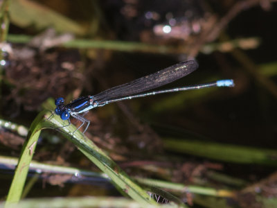 Blue-ringed Dancer / Argia sedula