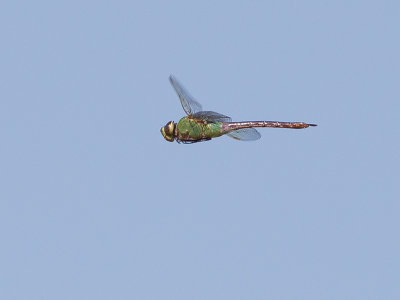 Common Green Darner / Anax junius