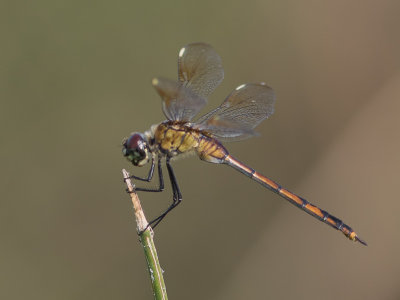 Four spotted pennant / Brachymesia gravida 