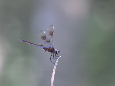 Four spotted pennant / Brachymesia gravida