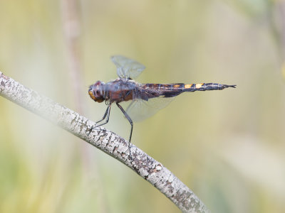 Black Saddlebags / Tramea lacerata