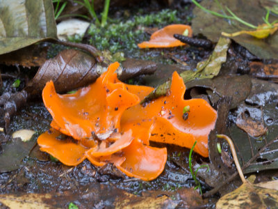 Aleuria aurantia / Grote oranje bekerzwam / Orange Peel Fungus