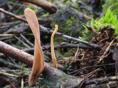 Macrotyphula fistulosa / Pijpknotszwam / Pipe Cub