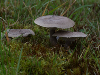 Clitocybe clavipes / Knotsvoettrechterzwam / Club Foot