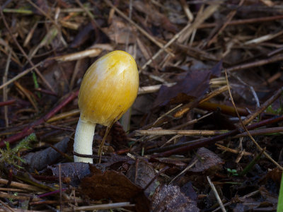 Bolbitius vitellinus / Dooiergele mestzwam / Yellow Fieldcap mushroom