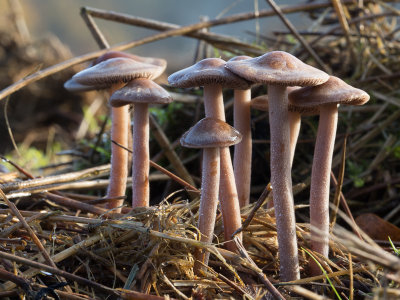Panaeolus cinctulus / Gezoneerde vlekplaat / Banded Mottlegill