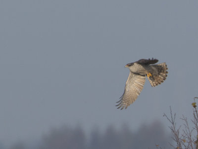 Havik / Northern Goshawk / Accipiter gentilis 