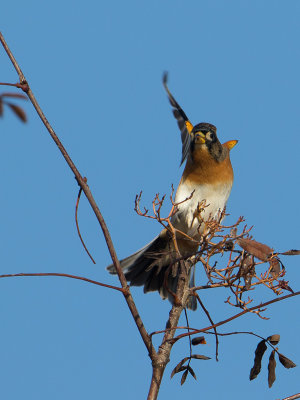 Keep / Brambling / Fringilla montifringilla