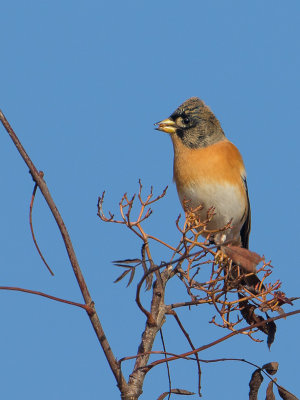 Keep / Brambling / Fringilla montifringilla