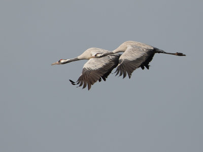 Kraanvogel / Crane / Grus grus