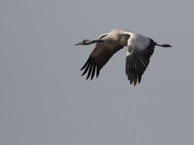 Kraanvogel / Crane / Grus grus