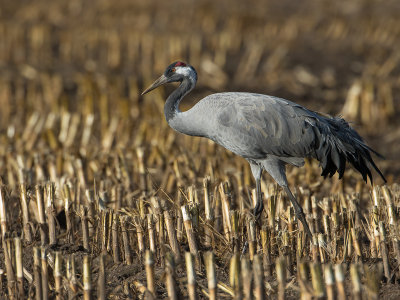 Kraanvogel / Crane / Grus grus