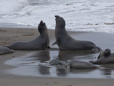 Northern Elephant Seal / Noordelijke zeeolifant / Mirounga angustirostris