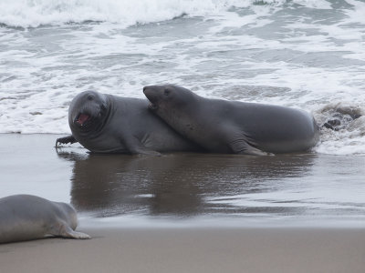 Northern Elephant Seal / Noordelijke zeeolifant / Mirounga angustirostris