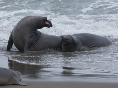 Northern Elephant Seal / Noordelijke zeeolifant / Mirounga angustirostris