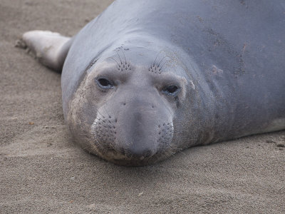 Northern Elephant Seal / Noordelijke zeeolifant / Mirounga angustirostris