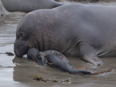 Northern Elephant Seal / Noordelijke zeeolifant / Mirounga angustirostris