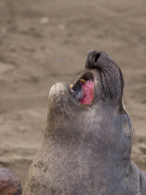 Northern Elephant Seal / Noordelijke zeeolifant / Mirounga angustirostris