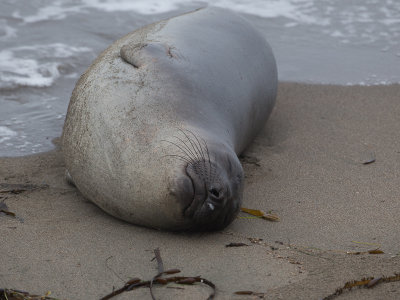 Northern Elephant Seal / Noordelijke zeeolifant / Mirounga angustirostris