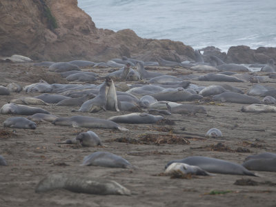 Northern Elephant Seal / Noordelijke zeeolifant / Mirounga angustirostris
