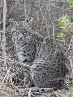 Bobcat / Rode lynx / Lynx rufus