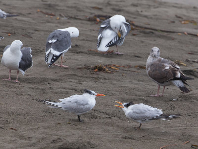 Elegant Tern / Sierlijke Stern / Thalasseus elegans