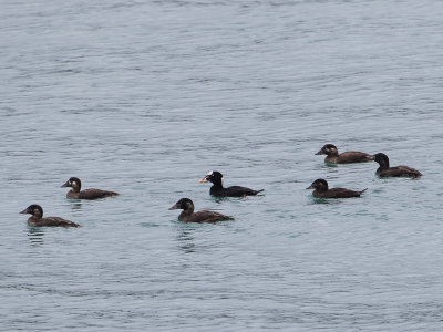 Surf Scoter / Brilzee-eend / Melanitta perspicillata