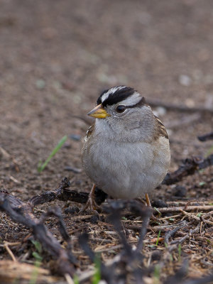 White-crowned Sparrow / Witkruingors / Zonotrichia leucophrys 