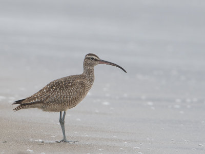 Whimbrel / Regenwulp / Numenius phaeopus