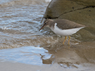 Spotted Sandpiper / Amerikaanse oeverloper / Actitis macularius