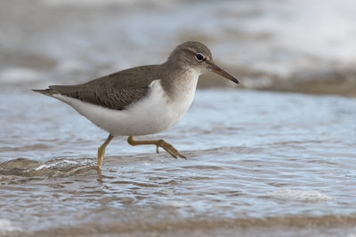 Spotted Sandpiper / Amerikaanse oeverloper / Actitis macularius