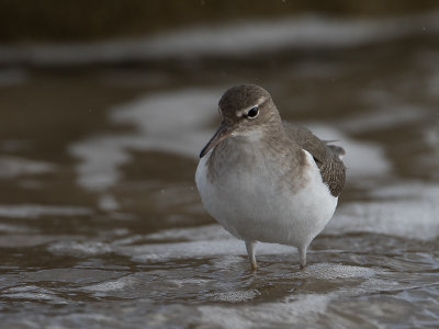 Spotted Sandpiper / Amerikaanse oeverloper / Actitis macularius