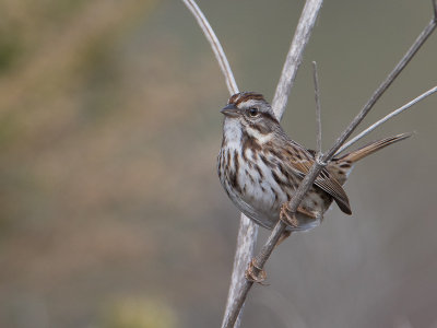 Song Sparrow / Zanggors / Melospiza melodia