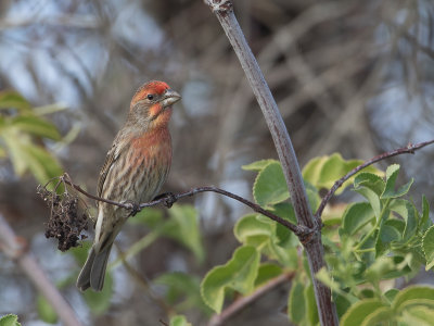 House Finch / Mexicaanse roodmus / Carpodacus mexicanus