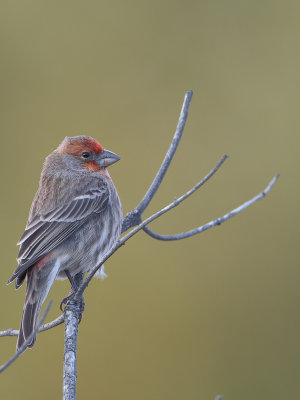 House Finch / Mexicaanse roodmus / Carpodacus mexicanus