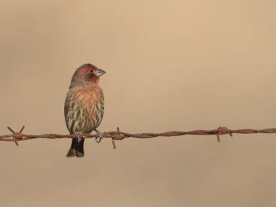House Finch / Mexicaanse roodmus / Carpodacus mexicanus