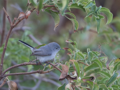 Blue-gray Gnatcatcher / Blauwgrijze muggenvanger / Polioptila caerulea