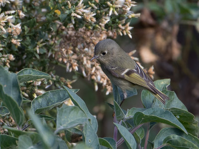 Ruby-crowned Kinglet / Roodkroonhaantje / Regulus calendula 