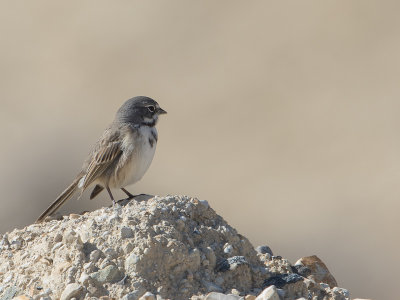 Bell's Sparrow  / Bells Gors / Artemisiospiza belli