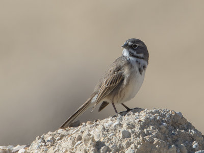 Bell's Sparrow  / Bells Gors / Artemisiospiza belli