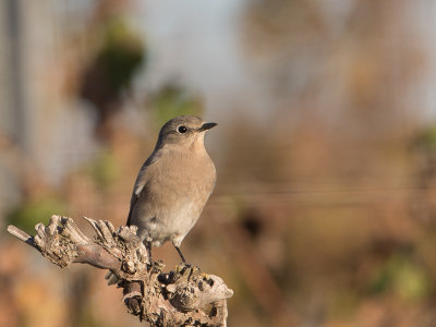 Mountain Bluebird / Bergsialia / Sialia currucoides