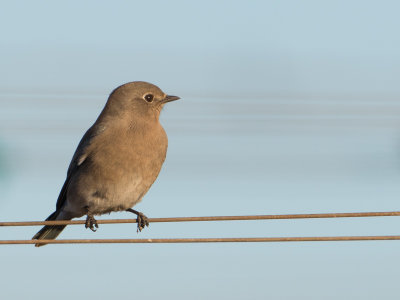 Mountain Bluebird / Bergsialia / Sialia currucoides