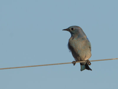 Mountain Bluebird / Bergsialia / Sialia currucoides