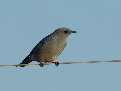 Mountain Bluebird / Bergsialia / Sialia currucoides