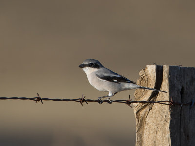 Loggerhead Shrike / Amerikaanse klapekster / Lanius ludovicianus 